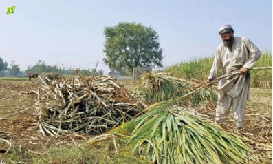 Sugarcane